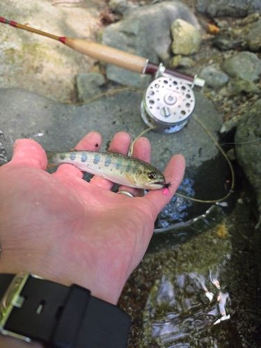 ヤマメの釣果