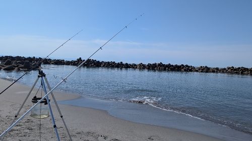 キスの釣果