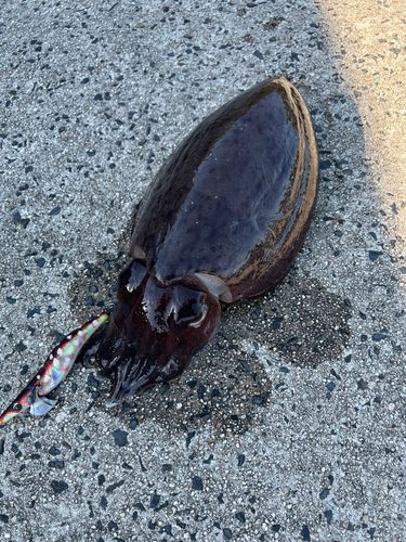 コウイカの釣果