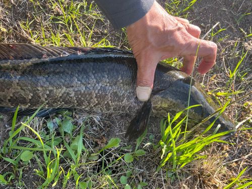 ライギョの釣果