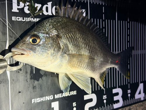 キビレの釣果
