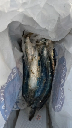 マイワシの釣果