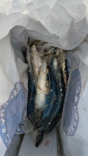 マイワシの釣果