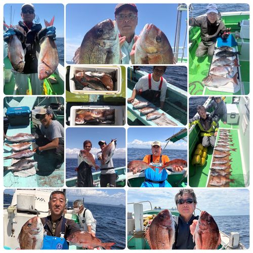 マダイの釣果