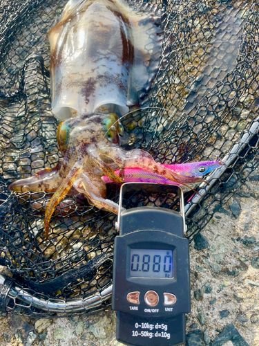 アオリイカの釣果