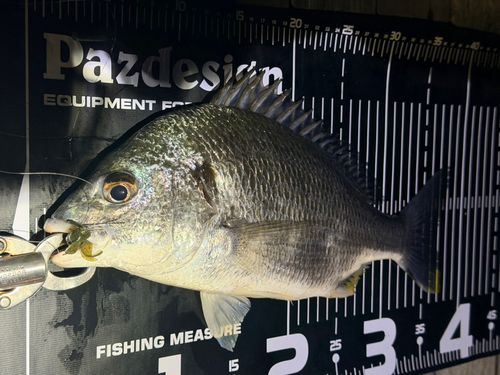 キビレの釣果