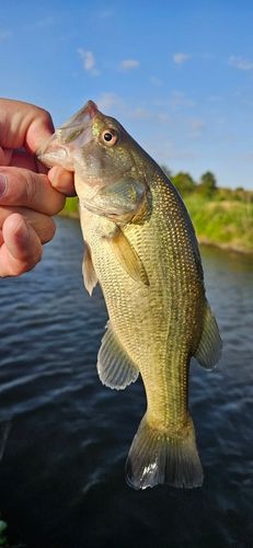雷魚地図マップ　雷魚釣り　雷魚　静岡県　栃木県　茨城県 茨城県で釣れたライギョの釣り・釣果情報 - アングラーズ | 釣果600万
