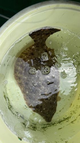 ヒラメの釣果