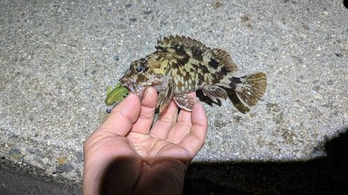 カサゴの釣果