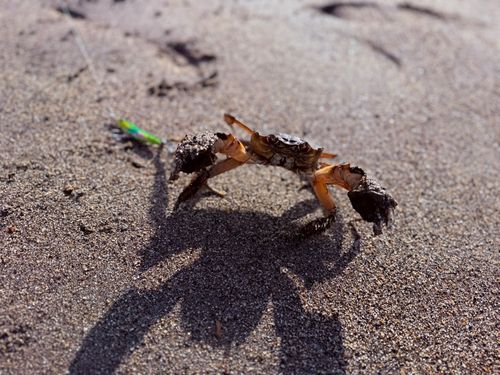 カニの釣果