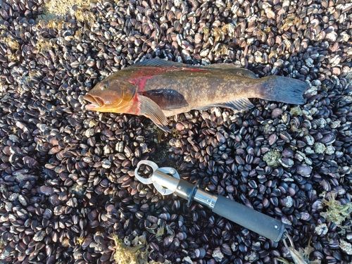 アブラコの釣果