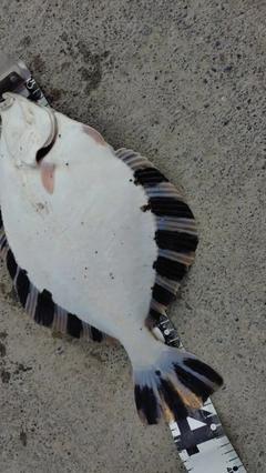 カワガレイの釣果