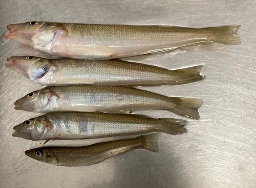 キスの釣果
