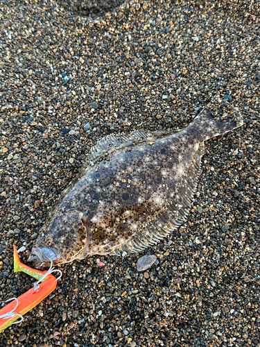 ソゲの釣果