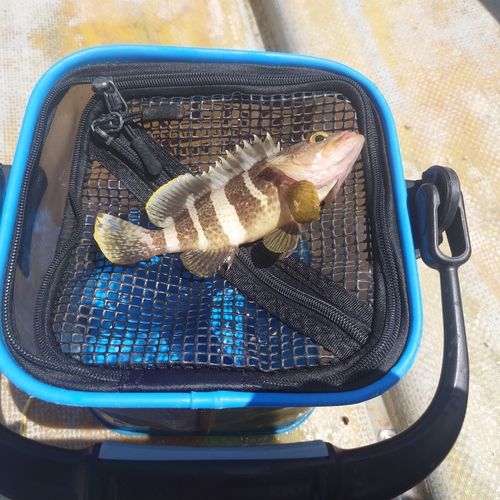 アオハタの釣果