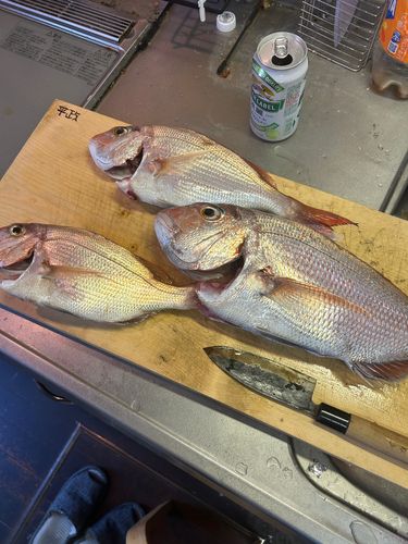 マダイの釣果