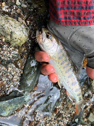 ヤマメの釣果