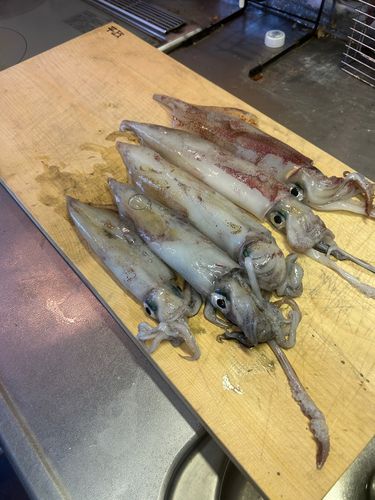 ヤリイカの釣果