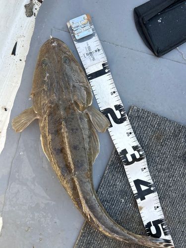 釣果