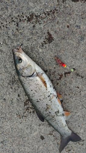 ウグイの釣果