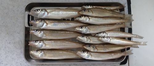 キスの釣果
