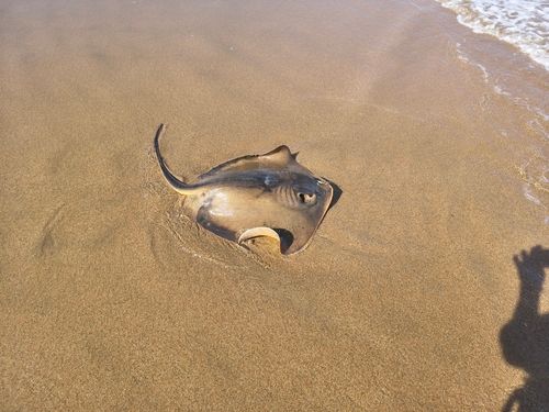 アカエイの釣果