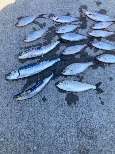 タナゴの釣果