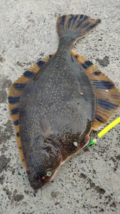 カワガレイの釣果