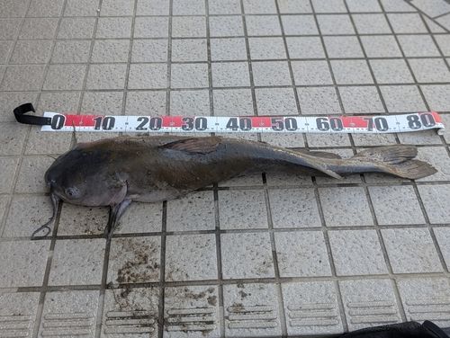 アメリカナマズの釣果
