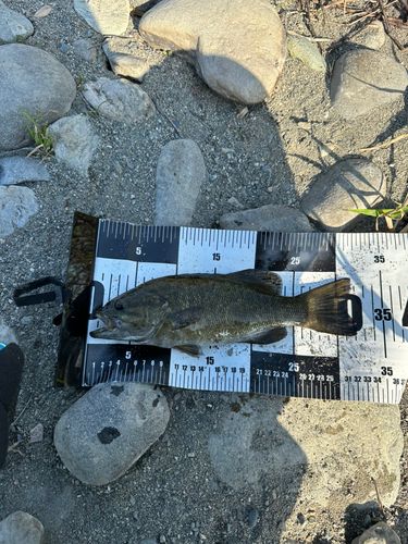 スモールマウスバスの釣果