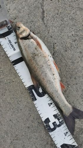 ウグイの釣果
