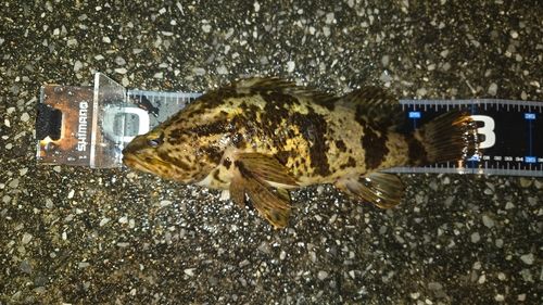 タケノコメバルの釣果