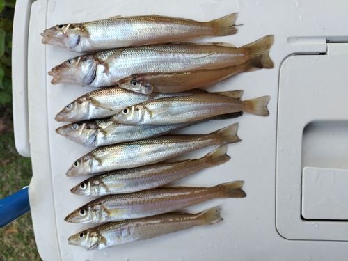 シロギスの釣果