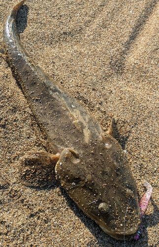 マゴチの釣果