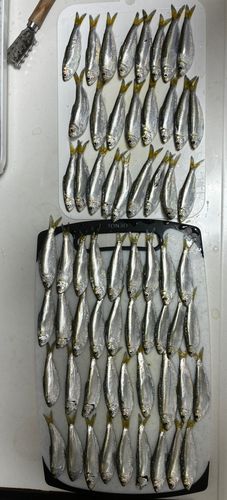サッパの釣果