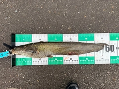 ナマズの釣果