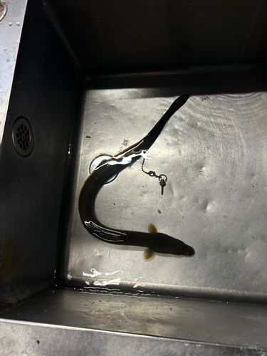ウナギの釣果