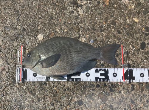 グレの釣果