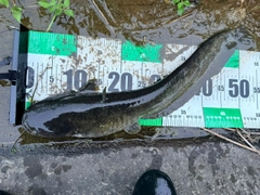ナマズの釣果