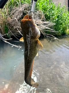 ナマズの釣果