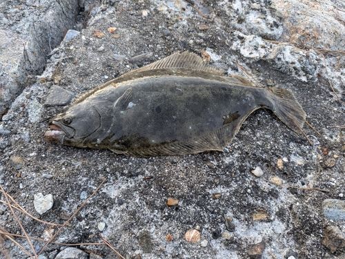 ヒラメの釣果