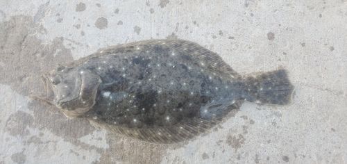 ソゲの釣果