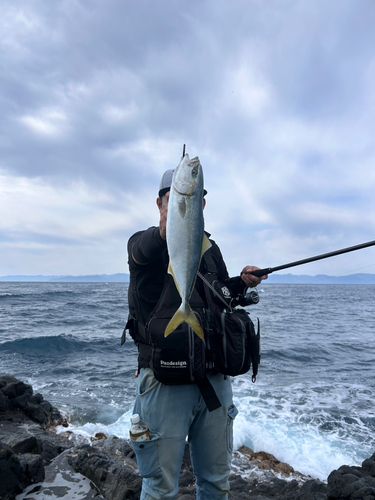 イナダの釣果