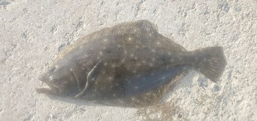 ソゲの釣果