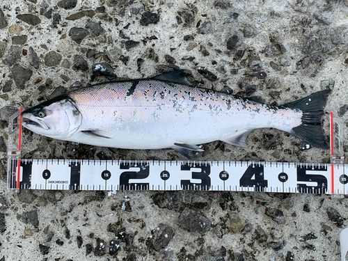 サクラマスの釣果
