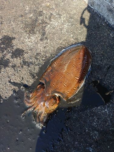 モンゴウイカの釣果