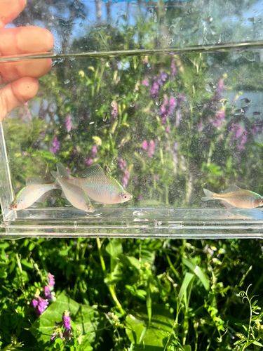 タイリクバラタナゴの釣果