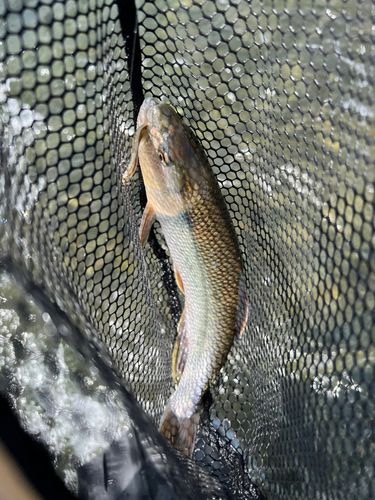 ハスの釣果