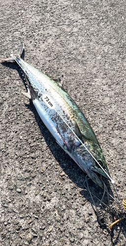 サゴシの釣果