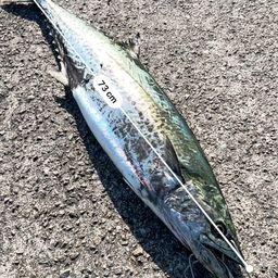 サワラの釣果・釣り情報まとめ【2026年最新】 - アングラーズ | 釣果